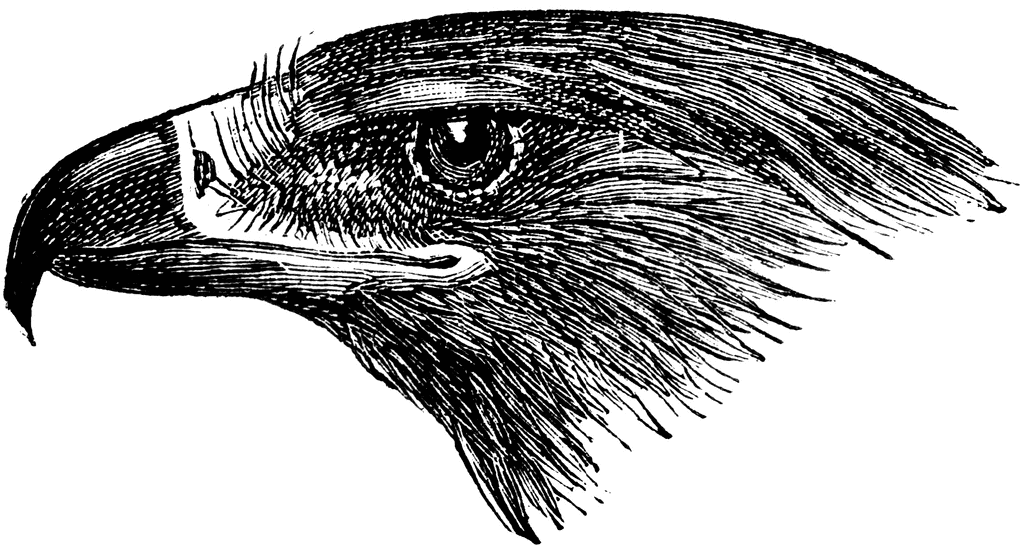 golden eagle head. Golden Eagle Head