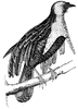 Bird of Paradise