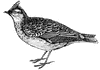 Lark