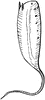 Rat Tailed Maggot