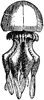 Rhizostomae