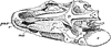Polypterus Skull