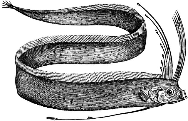 Oarfish