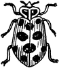 Ladybug