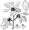 The Flowers and Shrubs ClipArt collection offers 4,934 examples of flower clipart and shrub clipart arranged in 16 galleries.