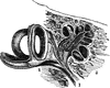 Auditory Nerve