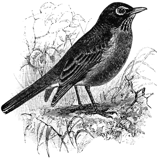 American Robin