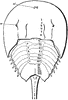Limulus Polyphemus
