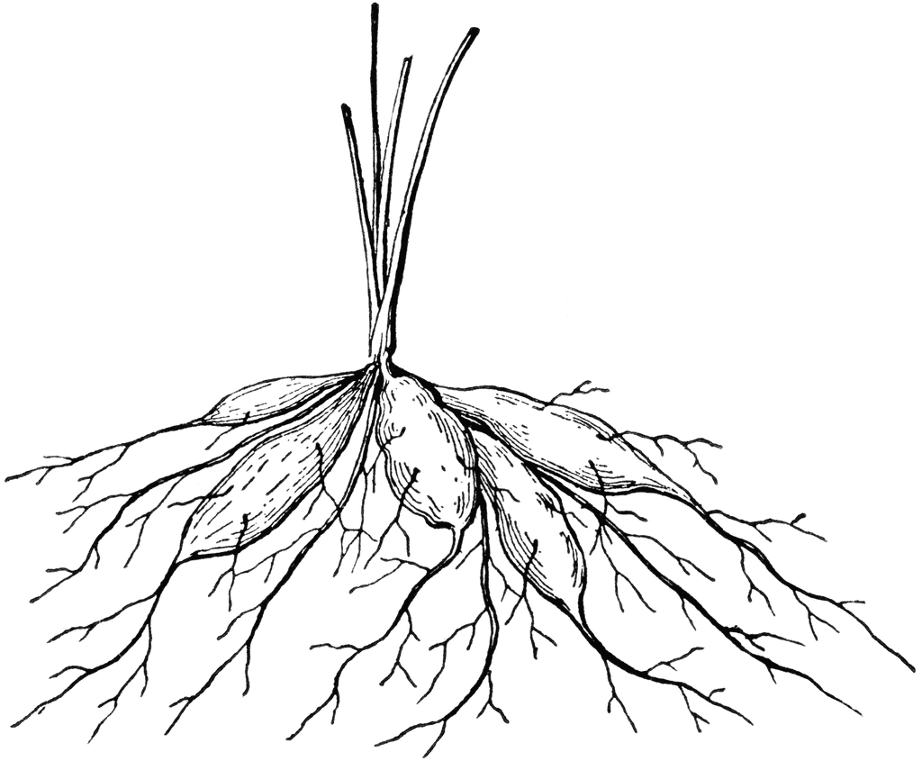 roots root clipart tuberous plant etc cliparts rhizome clipground library gif stems usf edu small medium
