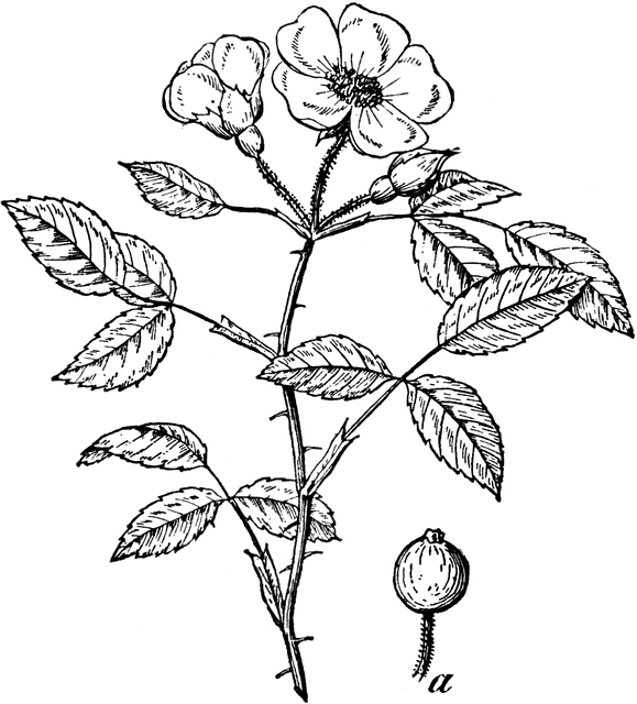 clipart of rose plant - photo #22