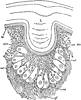 Limulus