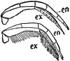 Triarthrus