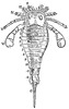 Eurypterus Fischeri