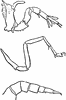 Prosomatic Limb