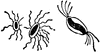 Bacillus Subtilis
