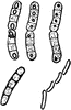 Bacillus Megaterium