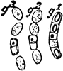Bacillus Megaterium