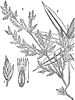 Bamboo