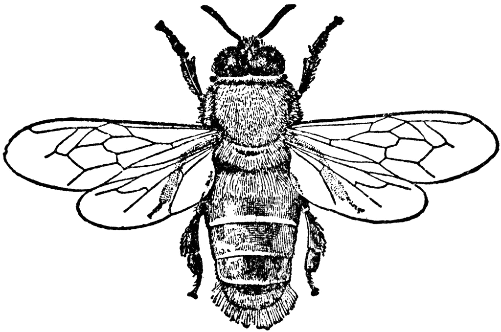 clip art bee line drawing - photo #26