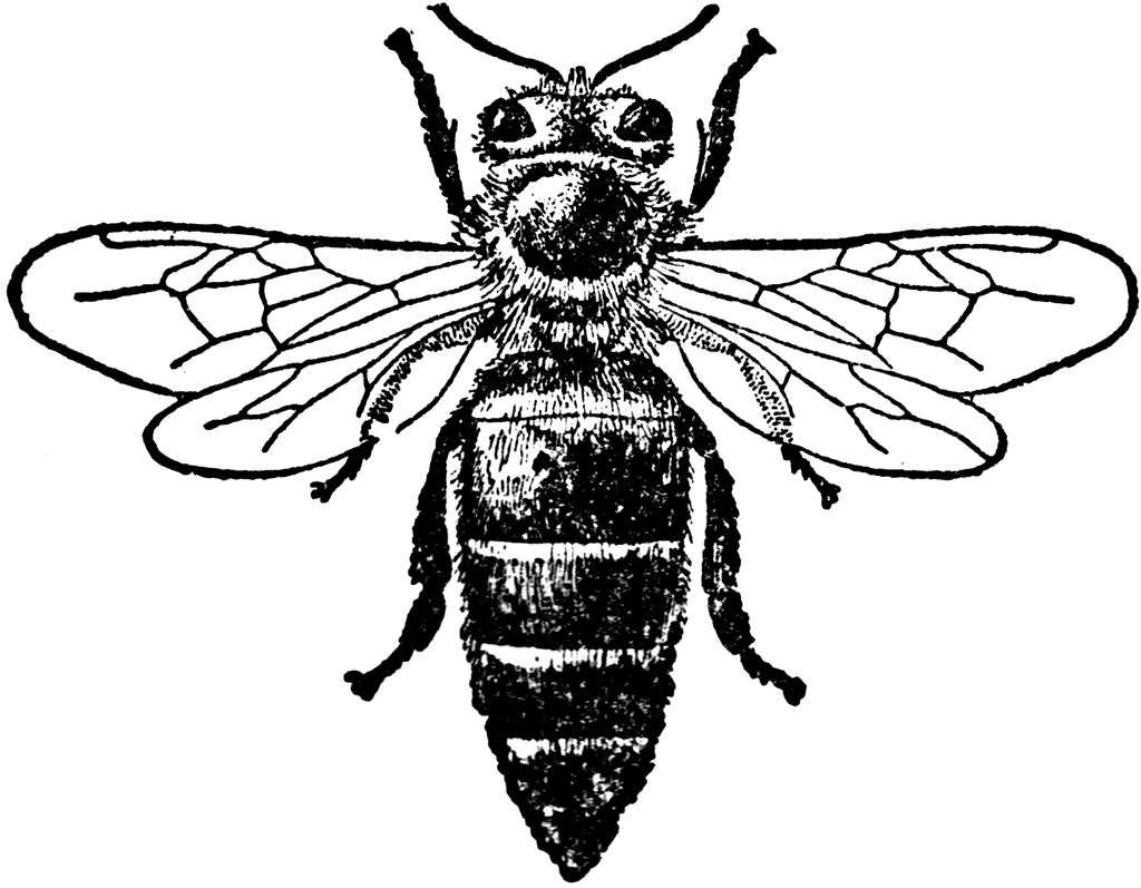 bumble bee clipart black and white - photo #47