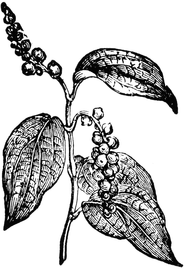 Black Pepper | ClipArt ETC