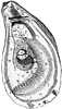 Oyster
