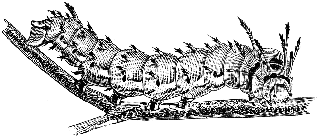 Royal Horned Caterpillar. To use any of the clipart images above (including 