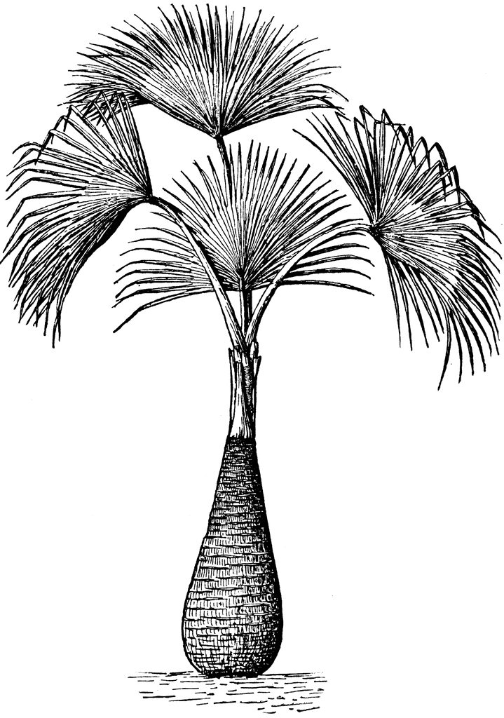 Top How To Draw A Sabal Palm of all time Check it out now 