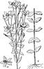 American Centaury