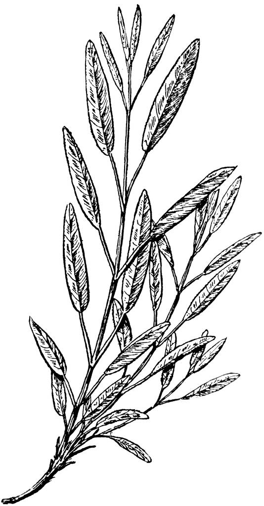 Common Sage | ClipArt ETC