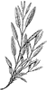 Common Sage