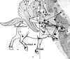 Sagittarius Constellation