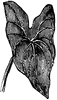 Sagittate Leaf