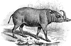 East Indian Wild Hog
