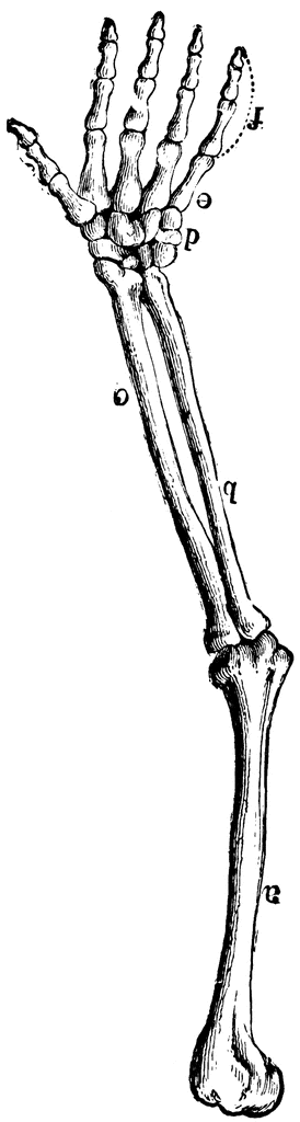 Arm Bones | ClipArt ETC