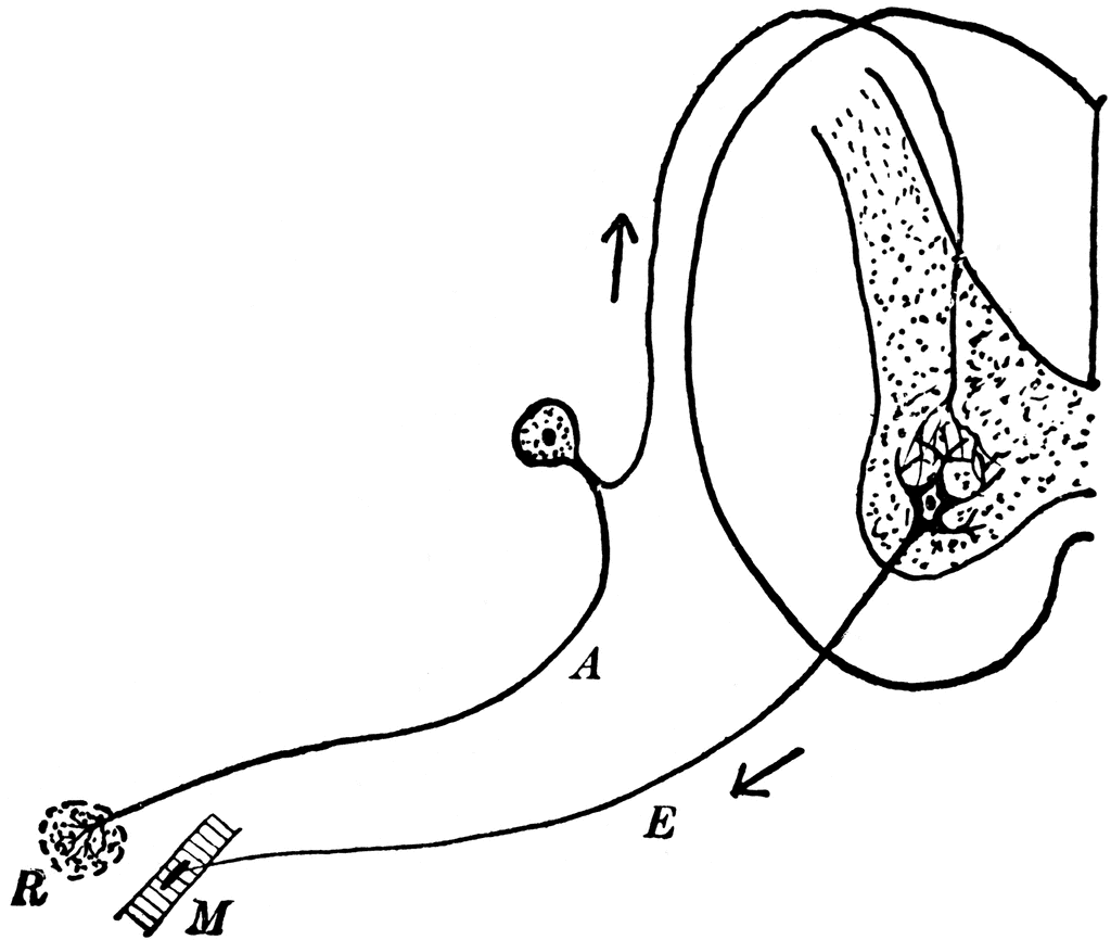 Reflex Arc | ClipArt ETC