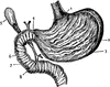 Stomach