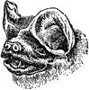 Molossus Glaucinus