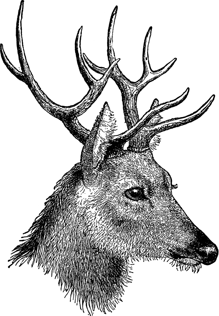 free clip art deer head - photo #50