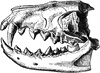 Hyaenodon Leptorhynchus