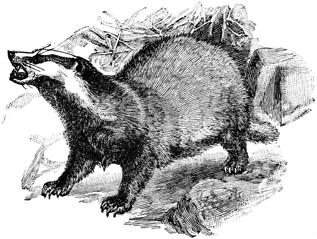 clipart badger - photo #22