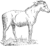 Lamb