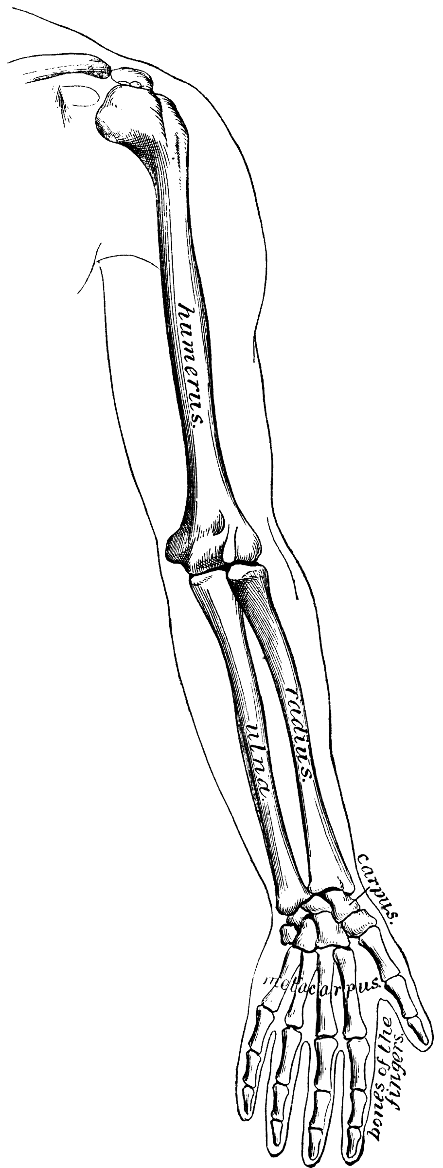 Arm Bones | ClipArt ETC