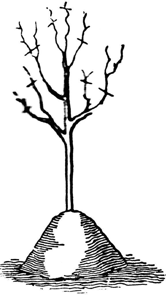trees clipart. Earthed Tree