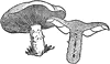 Mushroom
