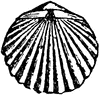 Brachiopoda