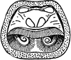 Brachiopoda