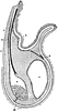 Brachiopoda