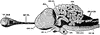 Brain