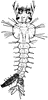 Culex pungens